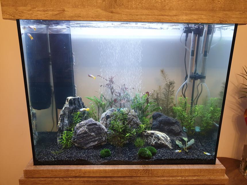 Rated #10: Freshwater Fish Stocking In 110 Gallons Tank - Just going