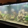 55 gallons freshwater fish tank (mostly fish and non-living decorations) - Assorted African Cichlids diy 3D decor background