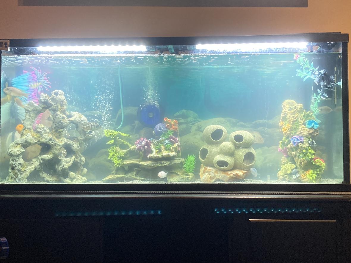 freshwater fish stocking in 55 gallons tank - Rearranged my African Cichlid Tank