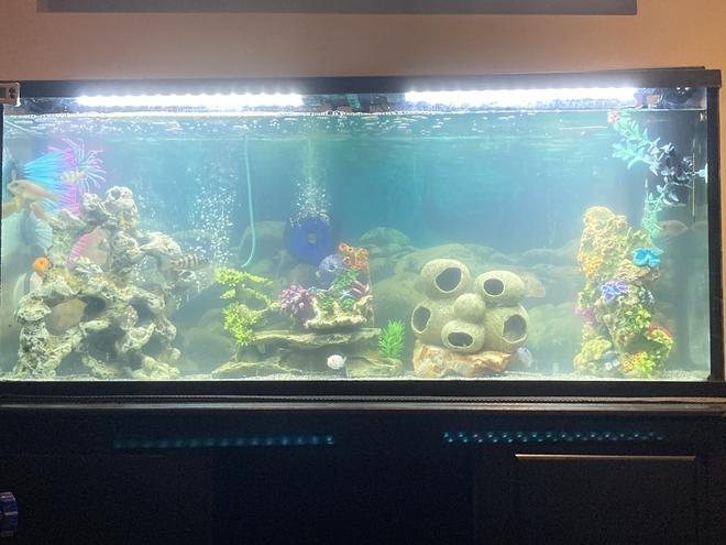 freshwater fish stocking in 55 gallons tank - Rearranged my African Cichlid Tank