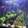 5 gallons planted tank (mostly live plants and fish) - My 5 gallon betta tank Comodo