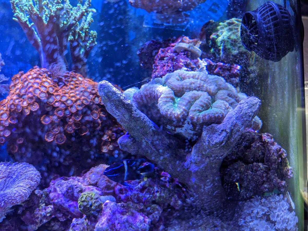 46 gallons reef tank (mostly live coral and fish) - Brains!