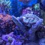 46 gallons reef tank (mostly live coral and fish) - Brains!