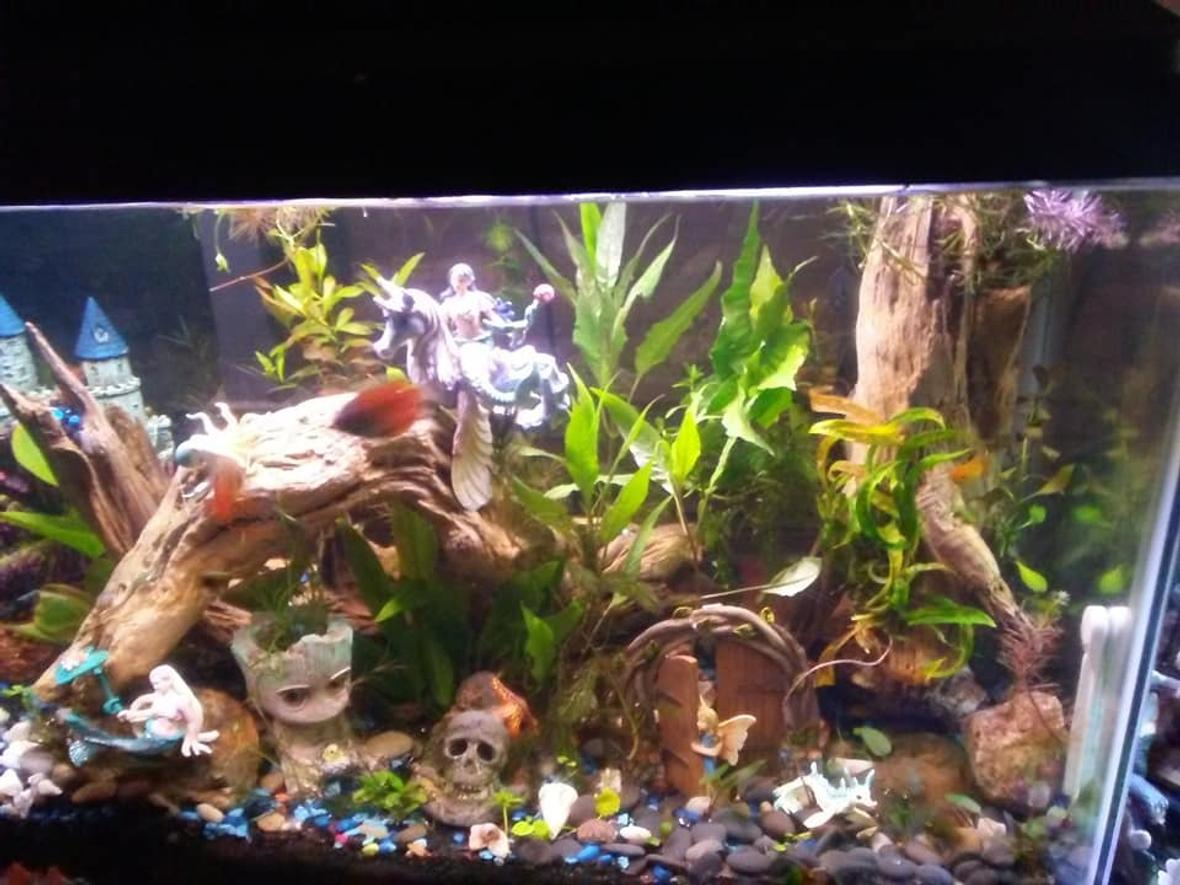 29 gallons planted tank (mostly live plants and fish) - Find the Mermaid and Water Fairies and Seahorses.