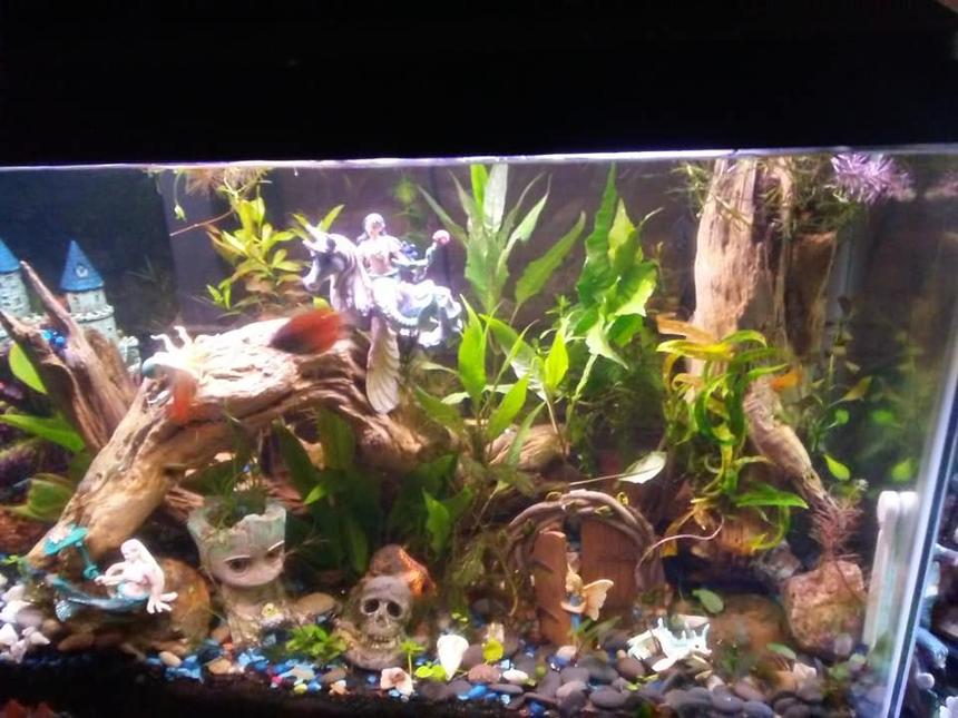 Rated #62: 29 Gallons Planted Tank - Find the Mermaid and Water Fairies and Seahorses.