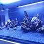 fish tank picture - Dragon stone