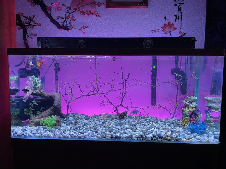 Rated #28: 75 Gallons Freshwater Fish Tank - The view.