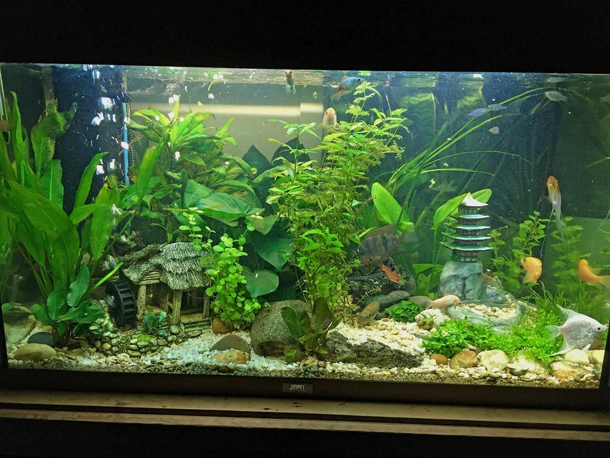 Rated #26: 15 Gallons Planted Tank - 15 Gallon | 3D Printed & Hand Painted | Asian Themed Landscaping