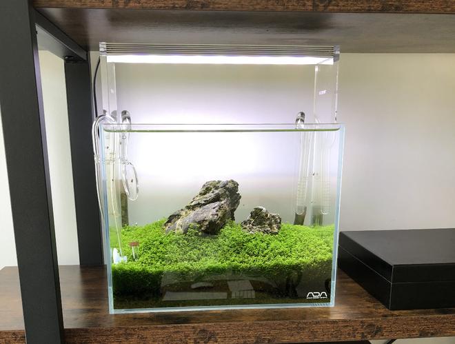 2 gallons planted tank (mostly live plants and fish) - Ada mini S