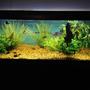 75 gallons freshwater fish tank (mostly fish and non-living decorations) - None