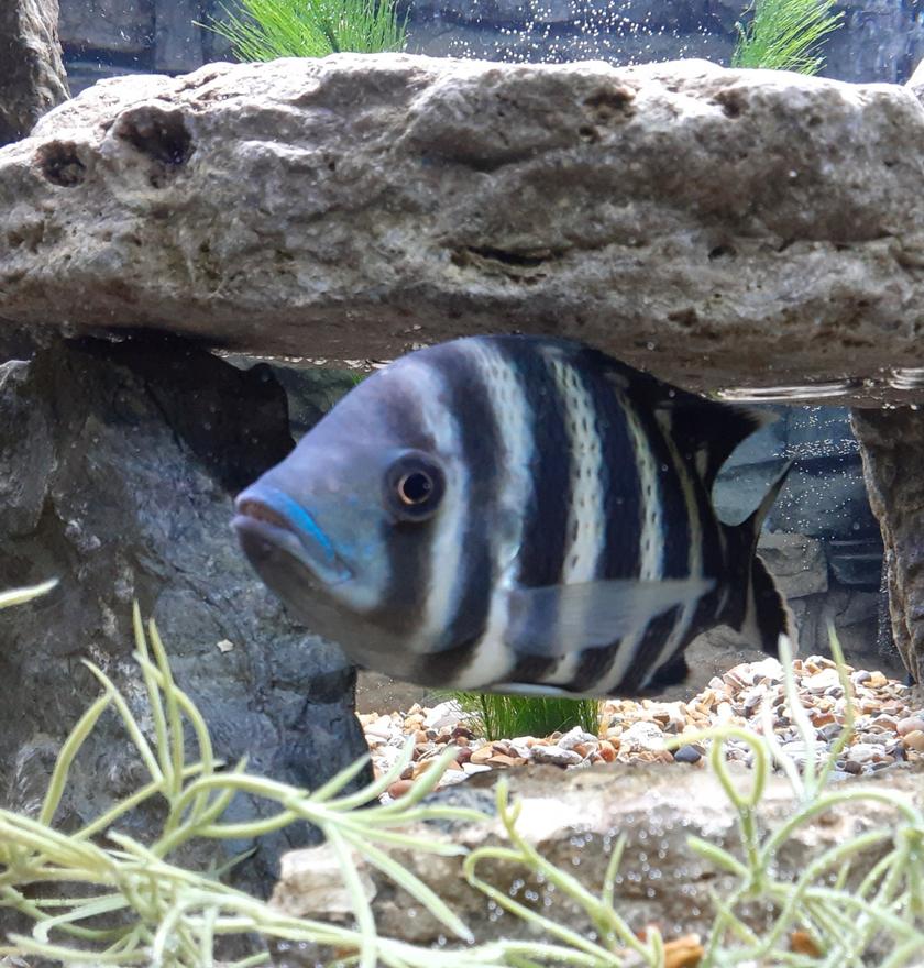 Rated #15: Freshwater Fish Stocking In 125 Gallons Tank - Budda