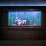 75 gallons freshwater fish tank (mostly fish and non-living decorations) - Sometimes this is better than tv