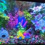 freshwater fish stocking in 20 gallons tank - Glowfish style community tank with tetras and guppies.