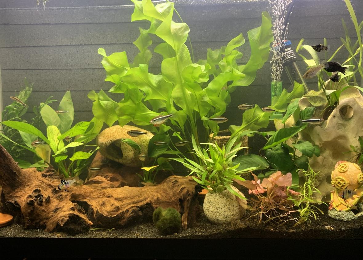 29 gallons planted tank (mostly live plants and fish) - 29 Community Tank