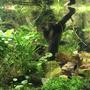 21 gallons planted tank (mostly live plants and fish) - Planted tank with some blackwater influences