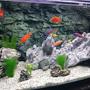 freshwater fish stocking in 50 gallons tank - Malawi Cichlid Tank