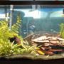 46 gallons planted tank (mostly live plants and fish) - Tank 1