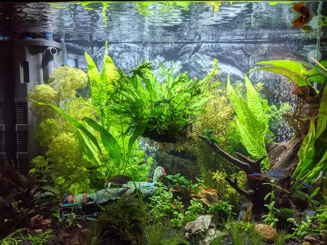 30 gallons planted tank (mostly live plants and fish) - My tank after 120 days and additional plants.