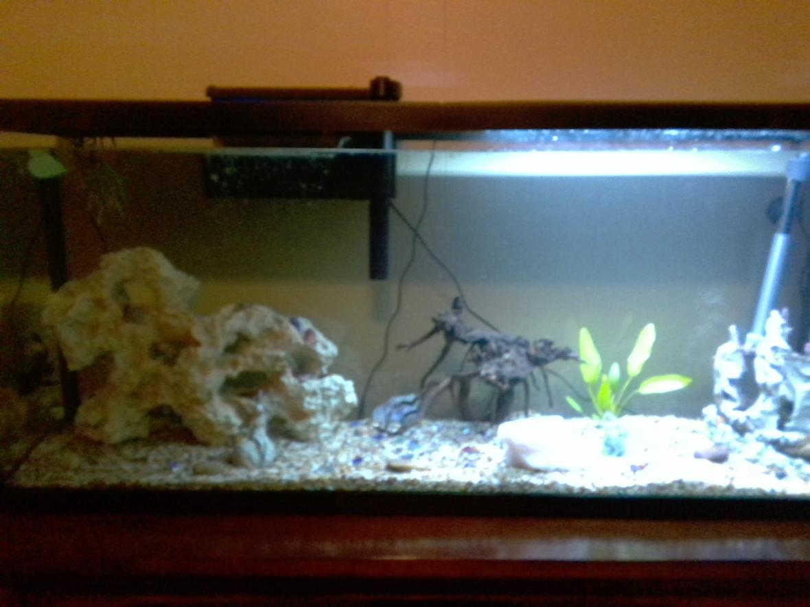 55 gallons planted tank (mostly live plants and fish) - newly set up tank with 1 dojo loach, 1 pleco, 2 neon tetras (had 5, 3 died) and an oriental sword plant.