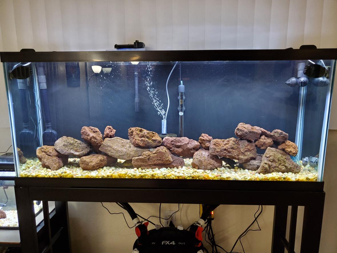 freshwater fish stocking in 55 gallons tank - Love the new set up