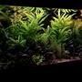 40 gallons planted tank (mostly live plants and fish) - Planted low-tech tank 150 l 40 gal.