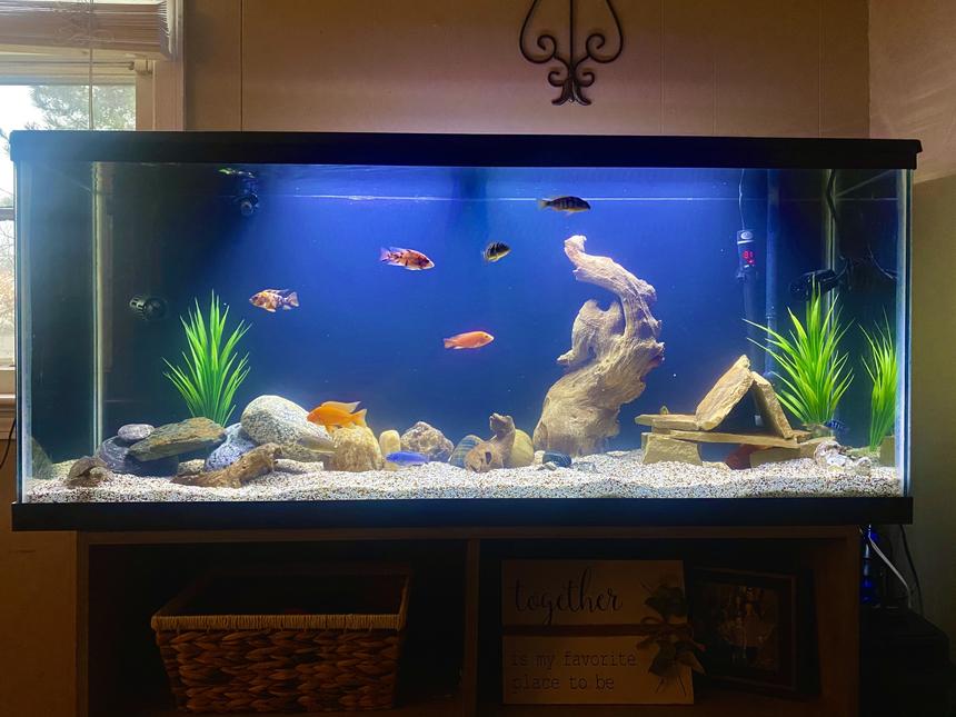 Rated #4: Freshwater Fish Stocking In 55 Gallons Tank - Juvenile Africans