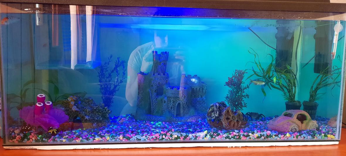 freshwater fish stocking in 26 gallons tank - My tank