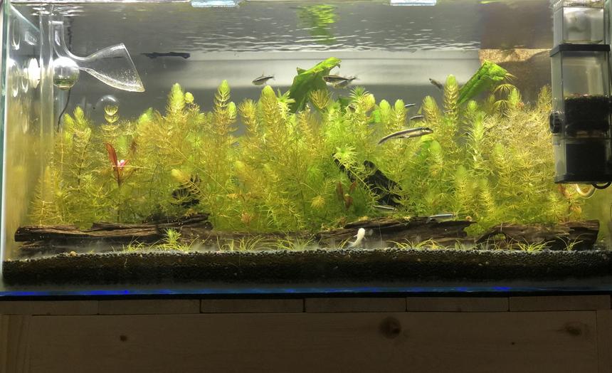 Rated #28: 15 Gallons Planted Tank - Peaceful