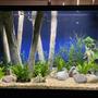 150 gallons freshwater fish tank (mostly fish and non-living decorations) - First large tank (4 Months Old)