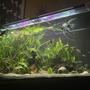 10 gallons planted tank (mostly live plants and fish) - My 3ft community tank