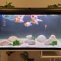 50 gallons freshwater fish tank (mostly fish and non-living decorations) - Minimalist Goldfish tank