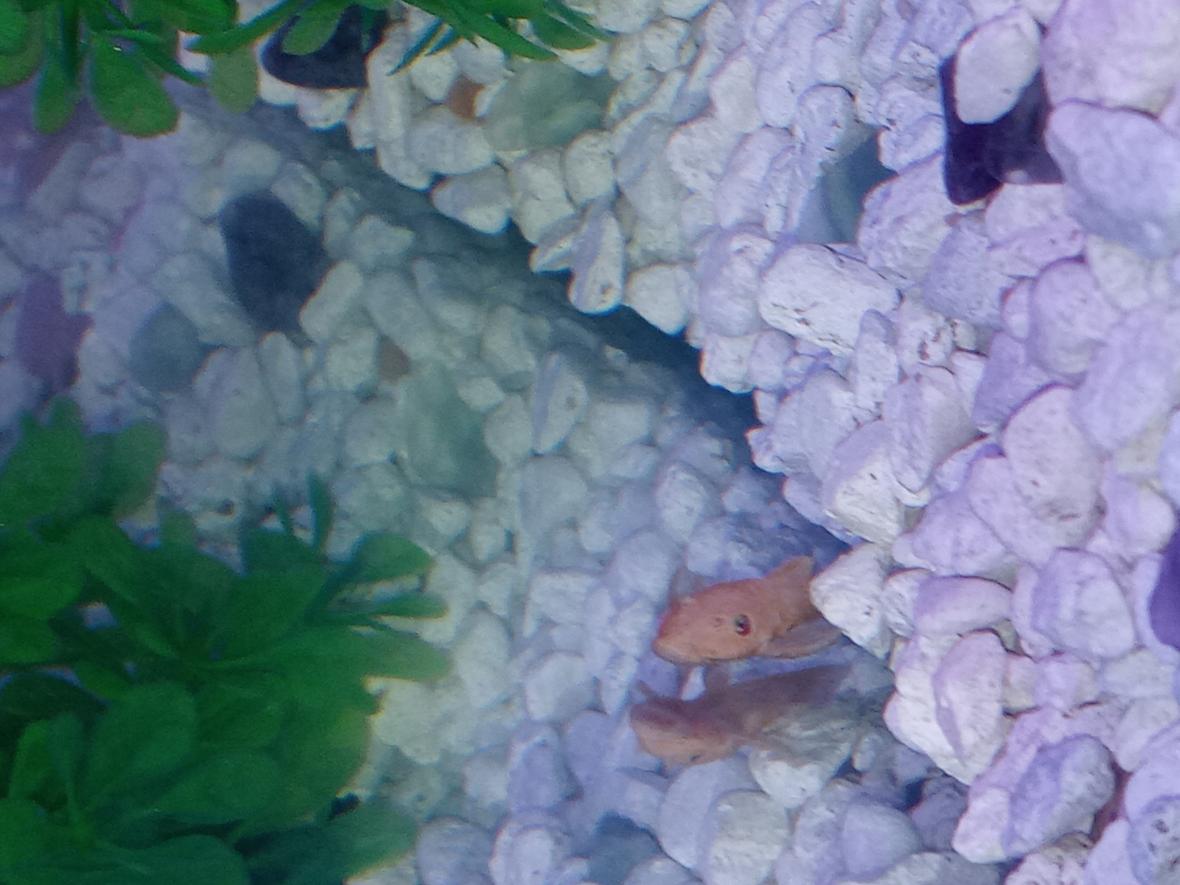 fish tank picture - Lemon Blue Eyed Bristlenose Long Fin Pleco baby