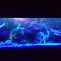 fish tank picture - Tank at night