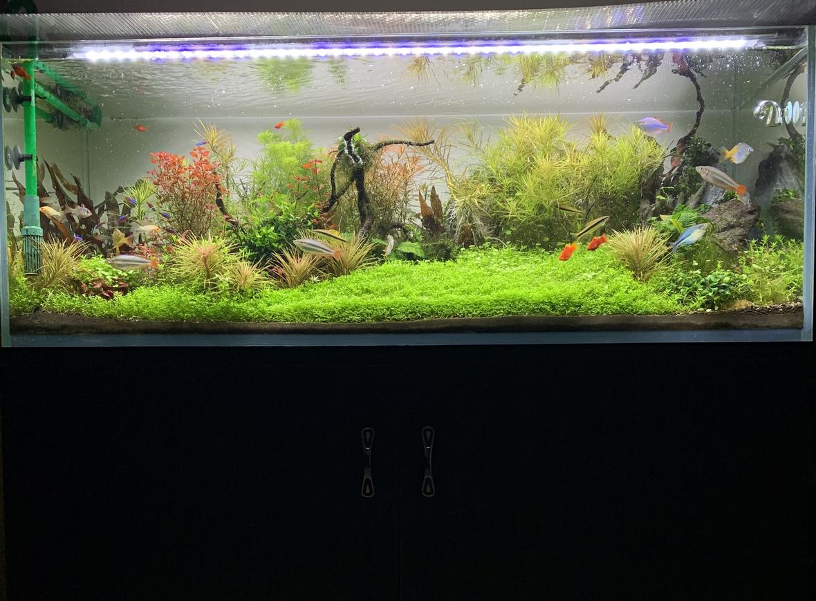 fish tank picture - Thriving stream