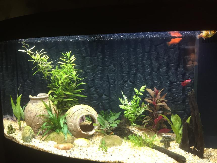 Rated #5: 40 Gallons Freshwater Fish Tank - New set up