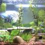 10 gallons planted tank (mostly live plants and fish) - First attempt