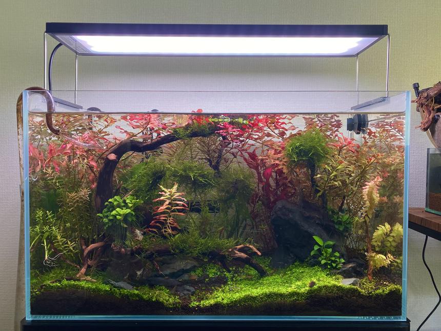 Rated #4: 8 Gallons Planted Tank - 64 liter Pea puffer tank with Montecarlo, Ludwigia Super red, Ludwigia ruben, Alternanthera reineckii 'Pink', Rotala rotundifila, Willow moss, Java moss, christmas moss, Jungle val, Anubias var. nana petite