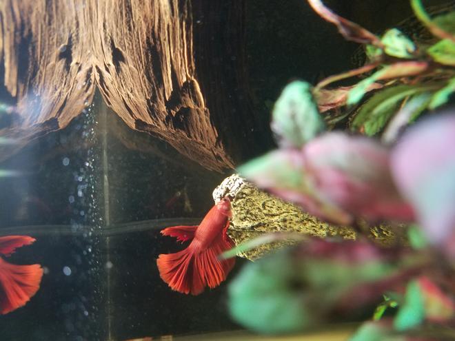 55 gallons freshwater fish tank (mostly fish and non-living decorations) - my red delta tail betta, Irish