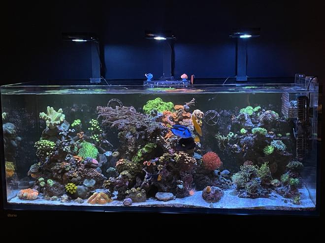 165 gallons reef tank (mostly live coral and fish) - A beautiful hobby
