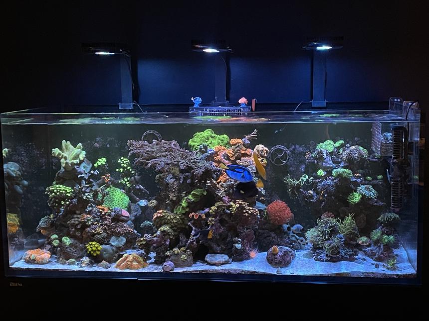 Rated #1: 165 Gallons Reef Tank - A beautiful hobby