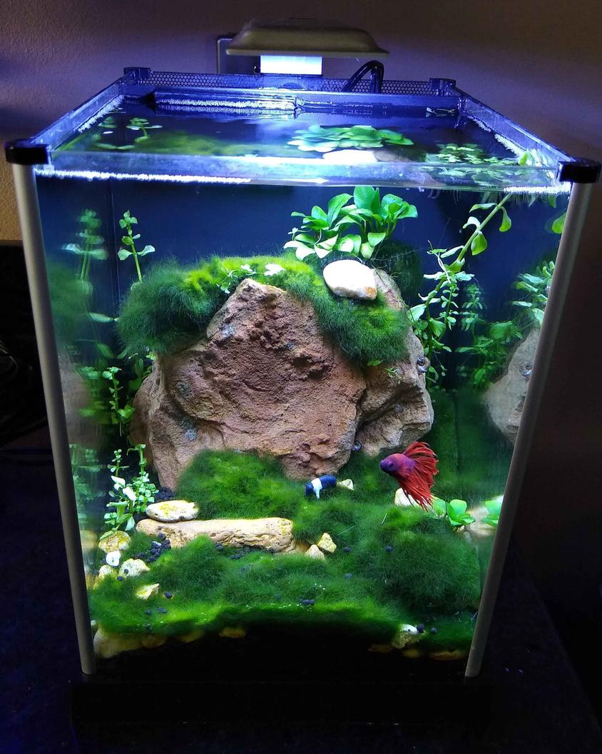 Rated #15: 45 Gallons Planted Tank - 2 gal planted betta tank