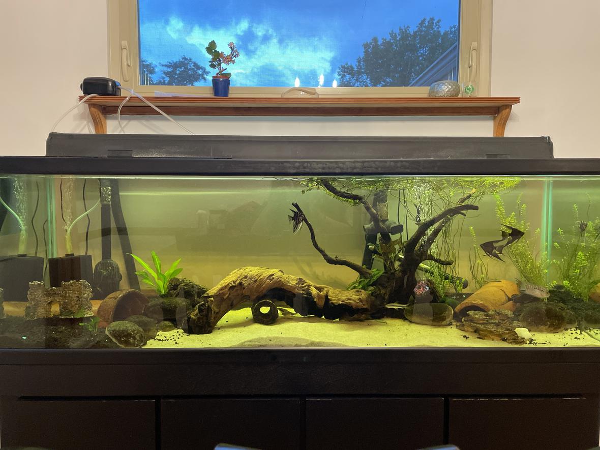 100 gallons freshwater fish tank (mostly fish and non-living decorations) - 100gal freshwater amazon