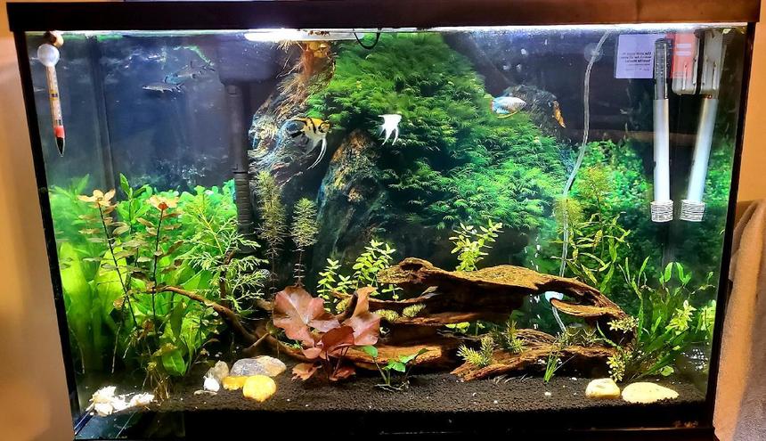 Rated #16: 45 Gallons Planted Tank - 45 gal tall planted