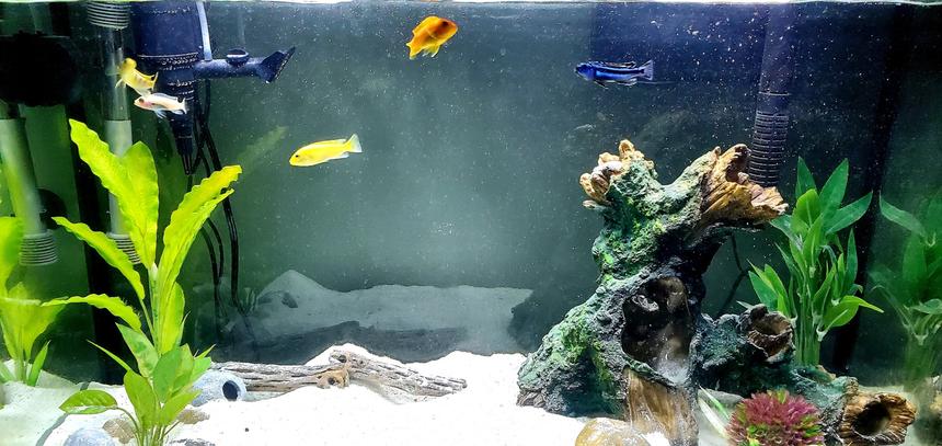 Rated #12: Freshwater Fish Stocking In 45 Gallons Tank - African Cichlids
