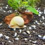 fish tank picture - Gary, the Mystery Snail