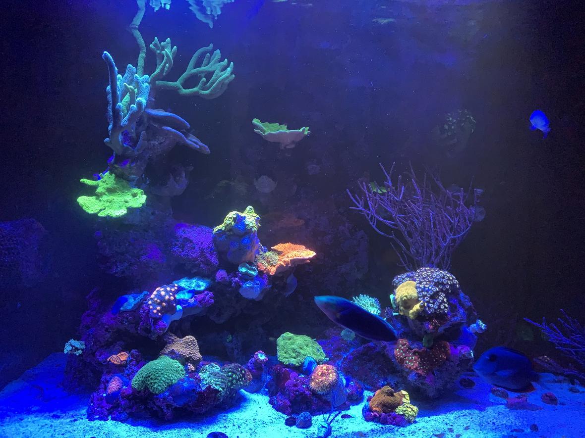 58 gallons reef tank (mostly live coral and fish) - Mixed Reef
