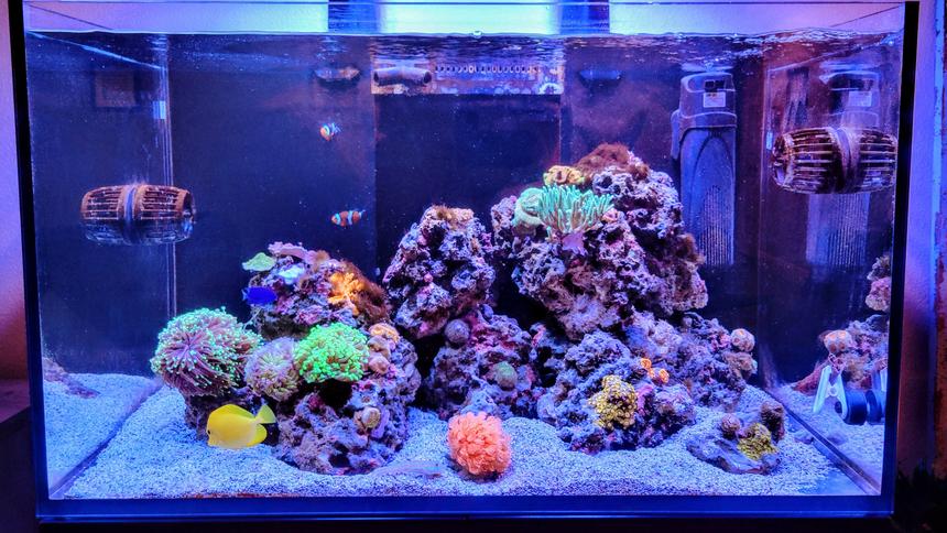 Rated #2: 10 Gallons Reef Tank - New hobbiest!!! 60 gal. Red Sea Reefer