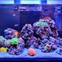 10 gallons reef tank (mostly live coral and fish) - New hobbiest!!! 60 gal. Red Sea Reefer