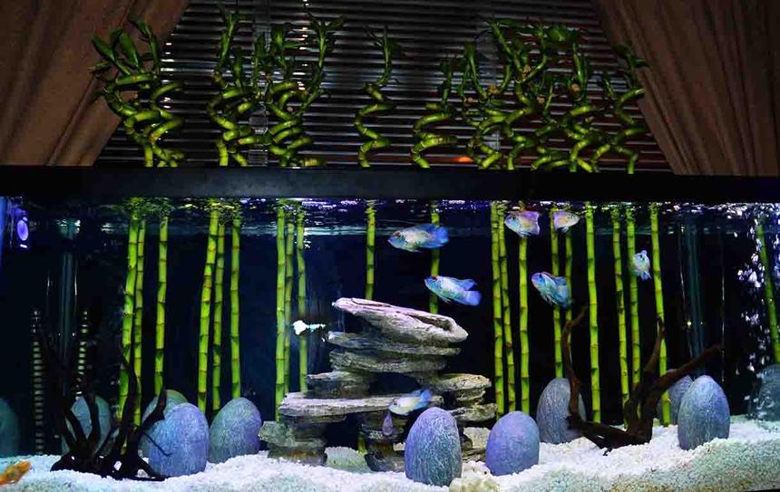 Rated #4: 125 Gallons Freshwater Fish Tank - Lucky Bamboo "Forest":  Dramatic Nitrate Reduction Using Riparian or Epipremnum Plants. I use pothos and monstera with roots in the water, leaves out the top on all of my tanks.  On average, it dropped the nitrates some 75% after about 2 weeks. The Lucky Bamboo proved (unknowingly) to be the nitrate eating champion in that I can no longer measure any nitrates in a fully stocked 75 cichlid tank after about a month (the picture is older, as the 'bamboo' is now 4' tall!).