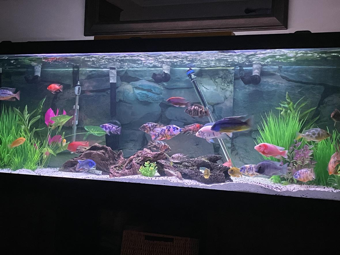 120 gallons freshwater fish tank (mostly fish and non-living decorations) - My 120 set up
